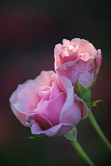 Open Air Blooming Flowers Drucke: Rose (Rosa)