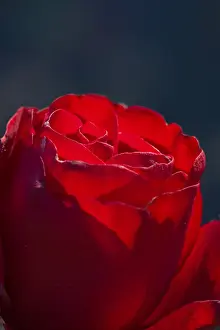 Flowering Plant Life Drucke: Rose (Rosa)