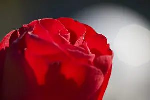 Flowering Plant Life Drucke: Rose (Rosa)