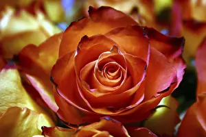 Macro Rose Photography Drucke: Rose (Rosa)