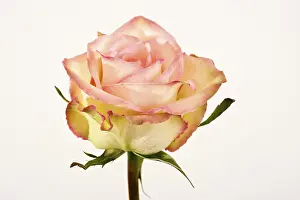 Botany Studio Photography Drucke: Rose (Rosa)