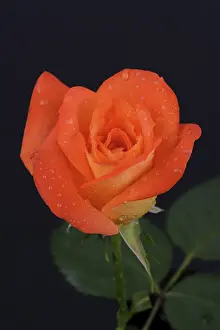 Dew Drop On Leaf Drucke: Rose (Rosa)