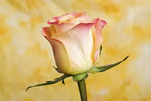 Deserted Rose Blossom Drucke: Rose (Rosa)