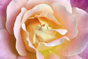 Rose Macro Photography Drucke: Rose (Rosa sp.)