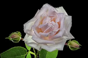 Water Drop On Rose Drucke: Rose (Rosa) with water drops, focus stack, Austria