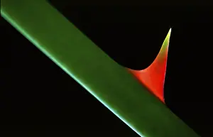Detailed Nature Photography Drucke: Rose thorns