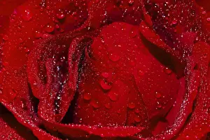 Fresh Cut Flowers Drucke: Rose with waterdrops