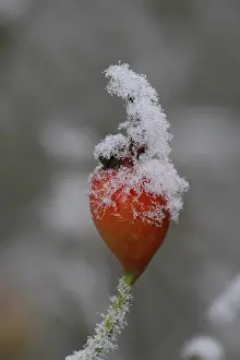 German Federal Republic Roses Drucke: Rosehip with rime