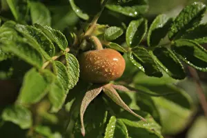 Rosehip Germany Drucke: Rosehip, September, Germany
