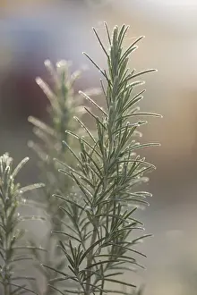 Rosemary Plant Drucke: Rosemary