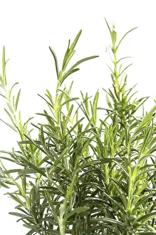 Lamiaceae Family Herbs Drucke: Rosemary