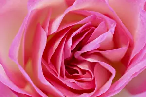 Deserted Rose Blossom Drucke: Rosenbluete