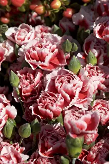 Gerahmter Druck : Roses Gerahmter Druck : Roses
