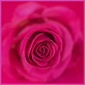 Deserted Studio Shot Drucke: Roses, collage