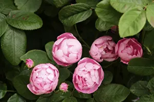 German Roses Drucke: Roses, May, Germany