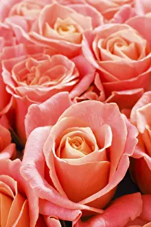 Detailed Flower Photography Drucke: Roses (Rosa)