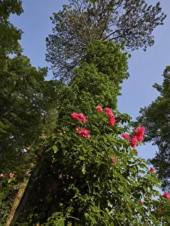 Deserted Golfing Scene Drucke: Roses and trees on the golf course