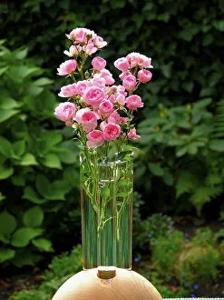 Rosaceae Family Drucke: Roses in a vase