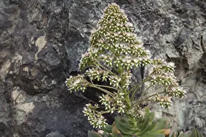 Nature Photography Spain Drucke: Rosette Thick Leaf (Aeonium percarneum)