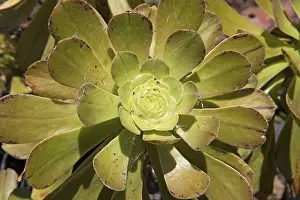 Gran Canaria Botanical Garden Drucke: Rosette thickleaf (Aeonium lancerottense)