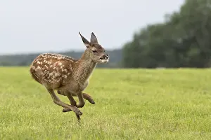 Young Animal Drucke: Rotkalb