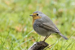 Drucke von Rotkehlchen (Erithacus rubecula). Rotkehlchen (Erithacus rubecula) Robins Drucke: Rotkehlchen (Erithacus rubecula)