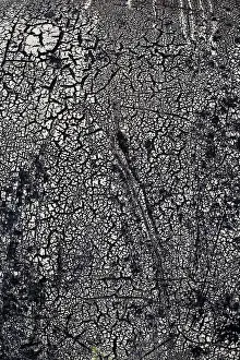 Filling The Format Image Drucke: Rotted tar coating on a drum
