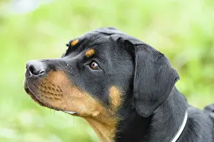 Dog Breed Photography Drucke: Rottweiler