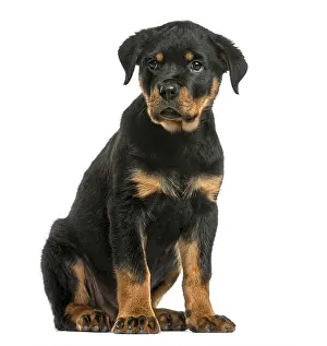 Bright Background Copy Space Drucke: Rottweiler sitting in front of a white background