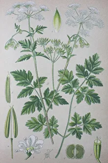 Umbellifer Plants Drucke: Rough chervil (Chaerophyllum temulum)