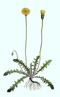 Historical Flora Images Drucke: Rough hawkbit (Leontodon hispidus)