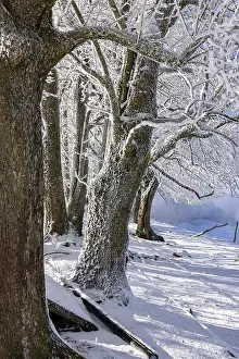 Rime Covered Trees Drucke: Rough ripening on a group of trees