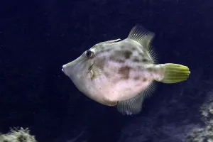 Drucke von Ein runder Fisch mit Mustern und flachen Flossen, der braune Filetfisch (Stephanolepis hispidus), im Wasser, am Tauchplatz Los Champignones, Las Galletas, Teneriffa, Kanarische Inseln, Spanien F Drucke: Ein runder Fisch mit Mustern und flachen Flossen.