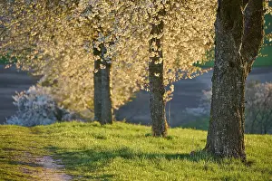 Cherry Blossoms Germany Drucke: Row of cherry trees, cherry blossoms
