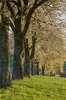 Fruit Tree Inflorescence Drucke: Row of cherry trees, cherry blossoms