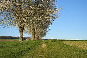 Bavaria Spring Scene Drucke: Row of cherry trees, cherry blossoms