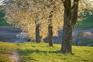 Cherry Blossoms Germany Drucke: Row of cherry trees, cherry blossoms
