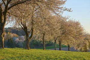 Bavaria Spring Scene Drucke: Row of cherry trees, cherry blossoms