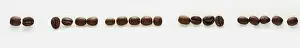 Isolated Coffee Bean Image Drucke: A row of coffee beans on a white background