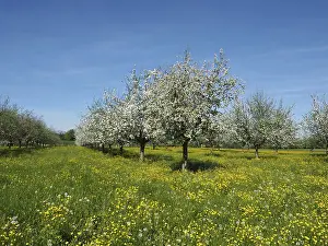 Fruit Trees In Bloom Drucke: Row of fruit trees, cherry trees