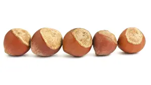 White Background Nuts Drucke: Row of hazelnuts isolated on white background