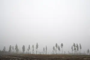 Deserted Pine Tree Drucke: In a row - line