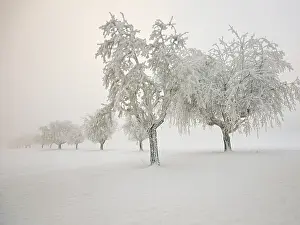 Snow Covered Trees Europe Drucke: Row of trees covered in deep snow