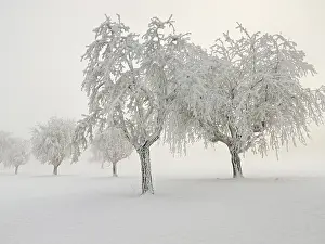 Switzerland Winter Landscape Drucke: Row of trees covered in deep snow