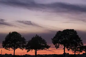 Evening Sky Atmosphere Drucke: Row of trees in front of evening sky
