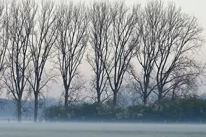 Bare Trees In Fog Drucke: Row of trees in fog, bare trees