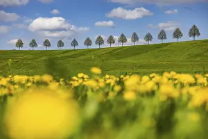 Tree Lined Road Germany Drucke: Row of trees on a hill in spring