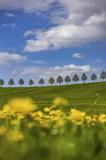 Tree Lined Road Germany Drucke: Row of trees on a hill in spring