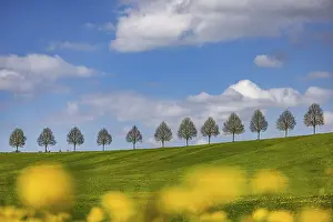 Spring Landscape Germany Drucke: Row of trees on a hill in spring