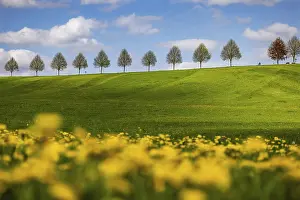Colorful Spring Flowers Drucke: Row of trees on a hill in spring